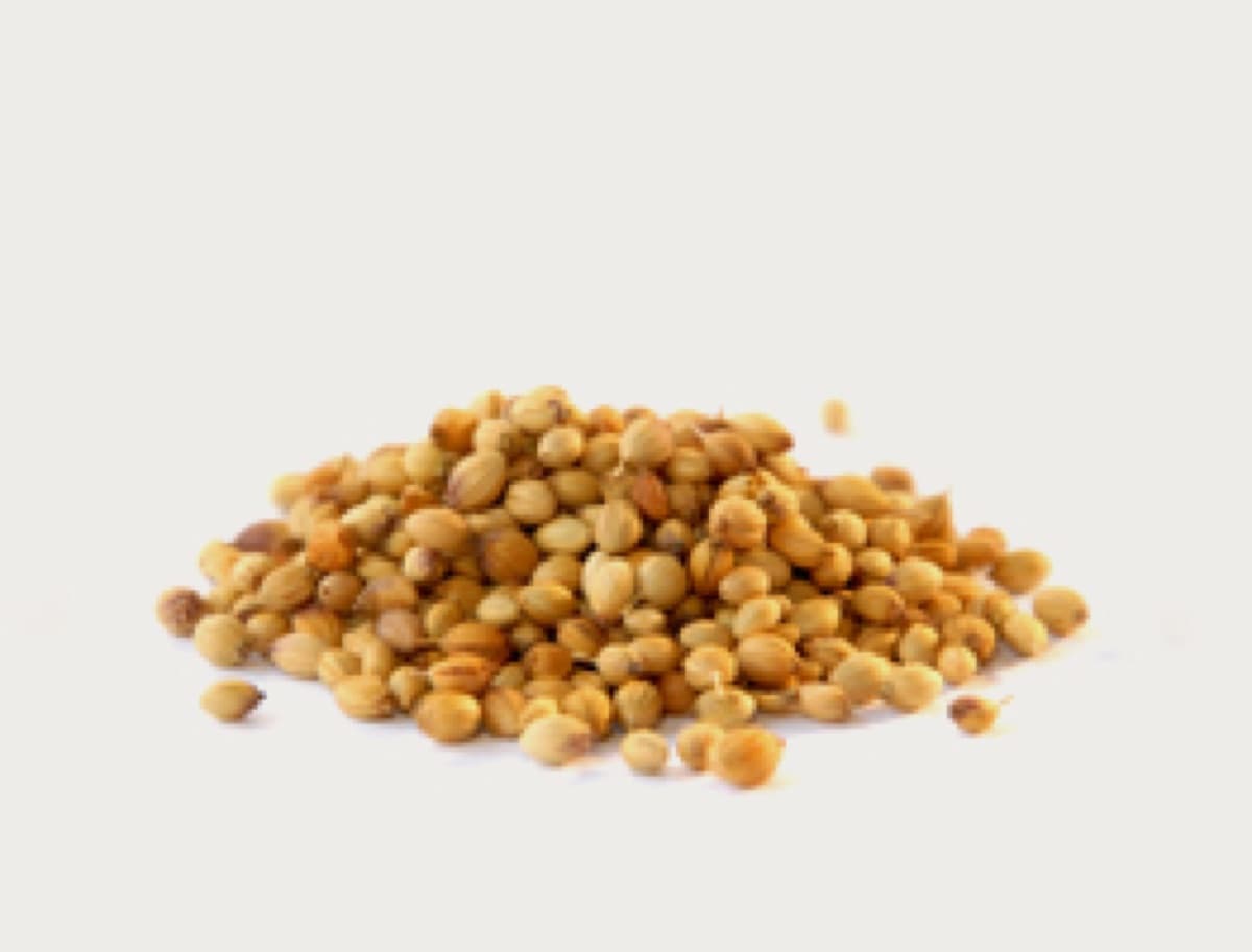 Coriander