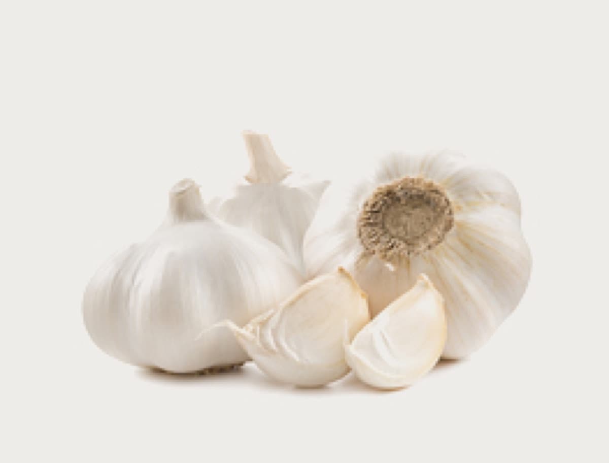 Garlic