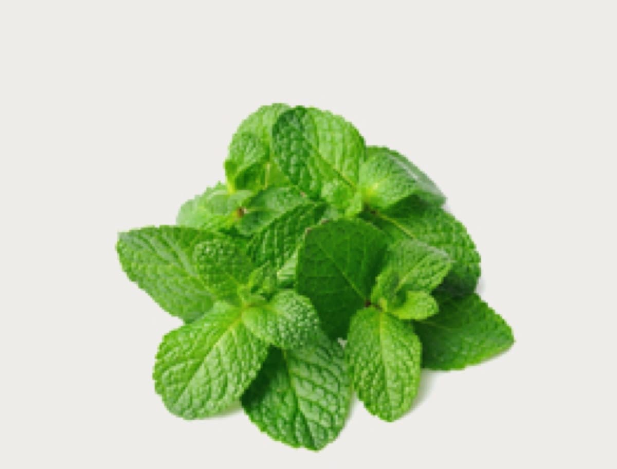 Mint leaves