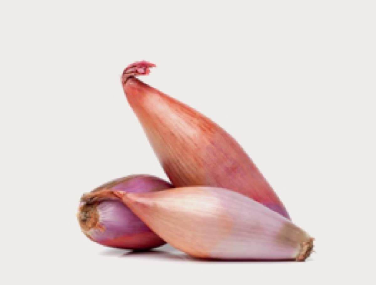 Shallot